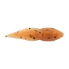 Pumpkinseed
