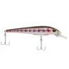 Rainbow Trout