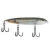 Mangrove Minnow