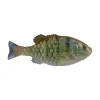 Pinfish